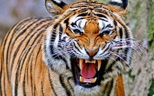 बाघको आक्रमणबाट वन हेरालु घाइते