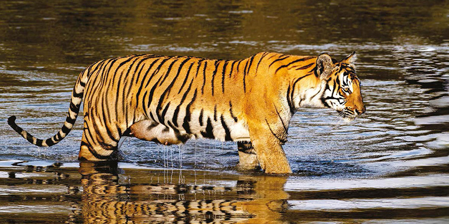 चितवन र पर्सा राष्ट्रिय निकुञ्जमा बाघको आहारा प्रजातिको सर्वेक्षण सुरु
